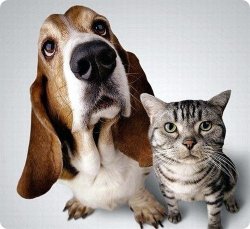Коты или собаки: ученые выяснили, кто умнее