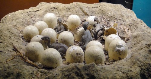 В Китае нашли кладку яиц птерозавров