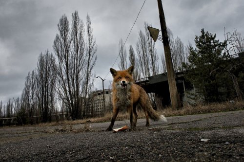 В зоне отчуждения Чернобыльской АЭС задержали туристов-сталкеров