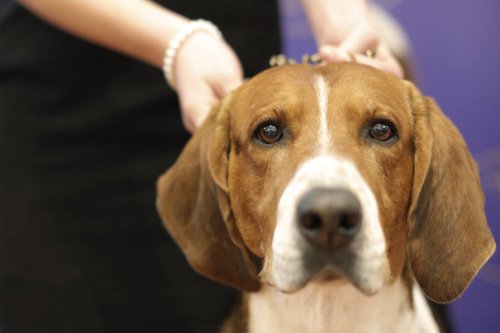 В США ветеринары из тела собаки извлекли 21 детскую соску