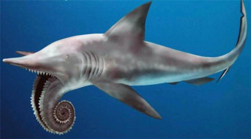 Китаец пытался вывести из России 24 зуба доисторической акулы