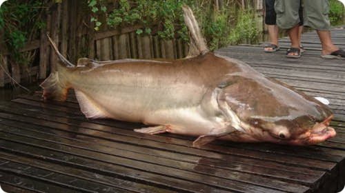 В Таиланде местные спасли вымирающий вид гигантской рыбы