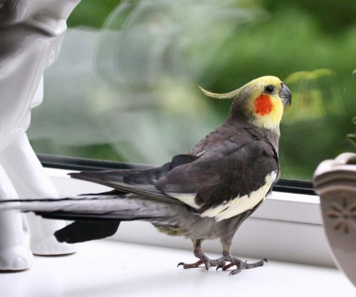 Пользователей умилил попугай, напевающий рингтон iPhone