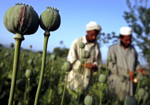 Рекордное производство наркотиков в Афганистане