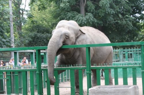 Суд в Америке отказался признавать право на личность у слонов