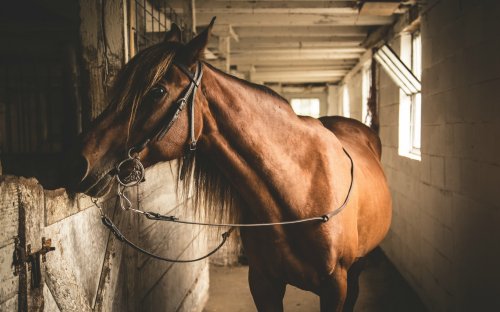 Американца обвинили в сексуальных домогательствах лошади