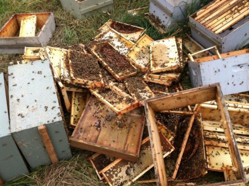 Подростков в США обвинили в гибели 500 тысяч пчел