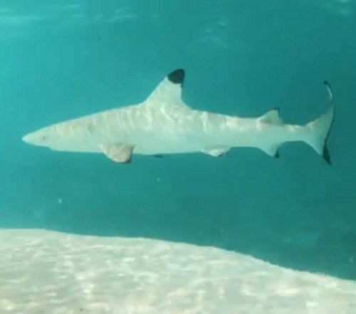 Елена Темникова начала дружить с акулой на Мальдивских островах