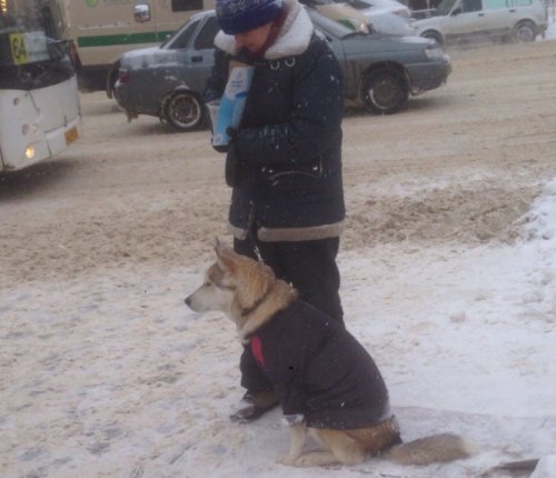 Жители Воронежа призывают игнорировать местную попрошайку с собакой