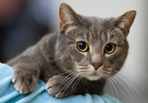 В Англии ветеринар пытался продать чужую кошку через Facebook