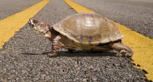 Сбежавшая черепаха проползла 300 метров за полгода