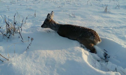 Дальнобойщики в Амурской области спасли косулю от волка