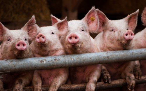 Китайские фермеры планируют использовать искусственный интеллект в свиноводстве