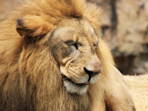 Истощенный лев в зоопарке отгрыз собственный хвост