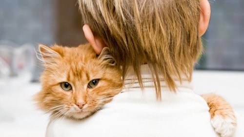 Мурчание кошек способствует регенерации человеческих ран