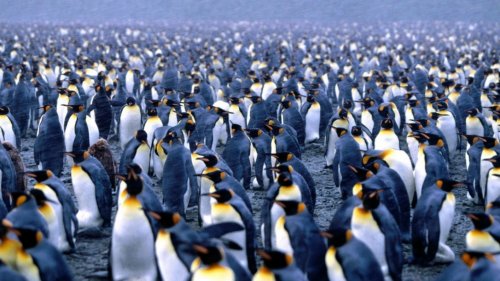 Ученые нашли суперколонию пингвинов в Антарктиде