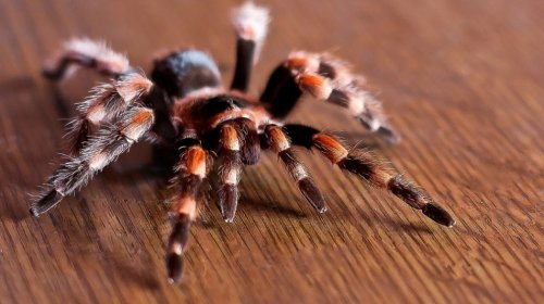 В Австралии от наводнения спасли редкого огромного тарантула