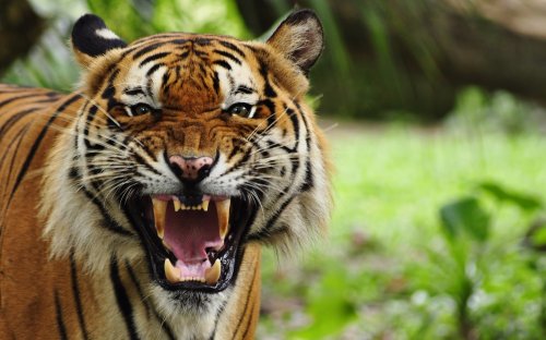 Сотрудника китайского зоопарка загрыз тигр на глазах публики