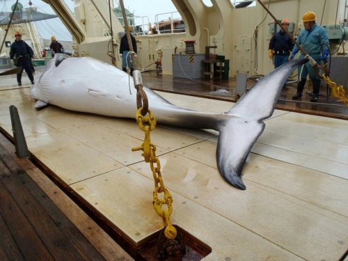 Японские китобои вернулись из Антарктики после убийства 333 китов