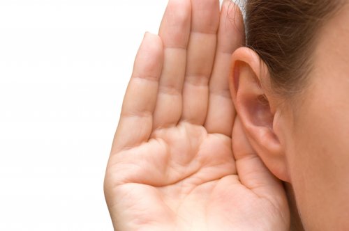 Учёные выяснили, как размер ушей влияет на слух