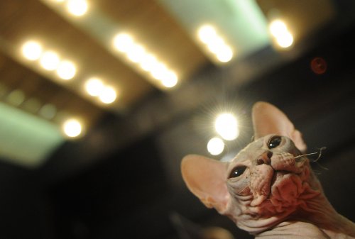 В Сети загипнотизированы котом-«злым гением»