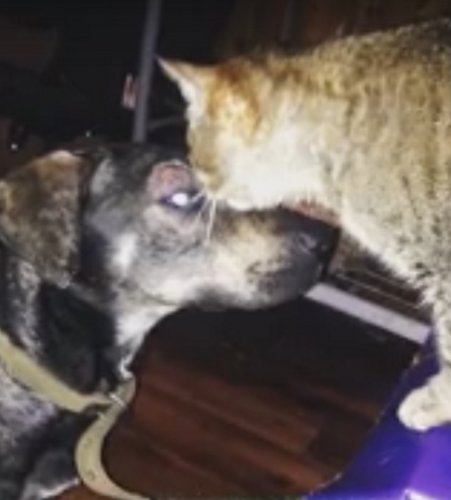 В Сочи волонтёры спасли собаку от истощения