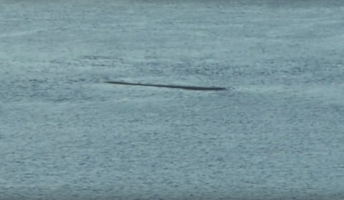 В Перми странный объект в реке Кама назвали Лох-несским чудовищем