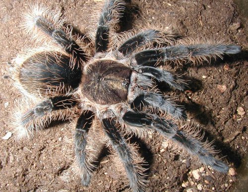 Секреты долголетия паука-старожила были обнаружены  в Австралии