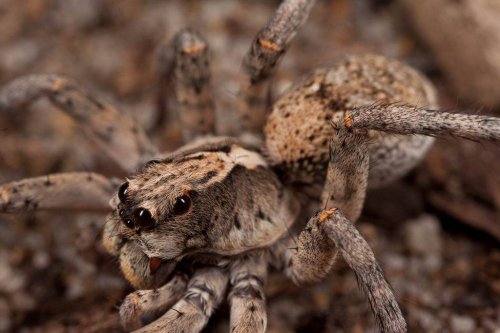 В Австралии погиб самый старый паук на планете