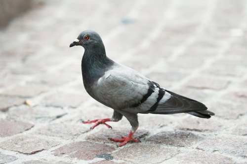 В Москве странный мужчина травит птиц кормом