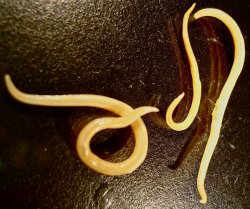 Математики создали 3D-модель плывущего червя