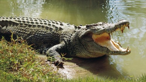 В Германии ученые дали послушать крокодилам Баха