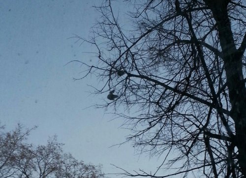 В Перми живодёр связал 2 птиц и выкинул в окно