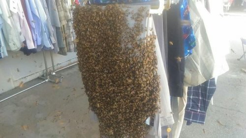 В Краснодаре пчёлы "захватили" рынок