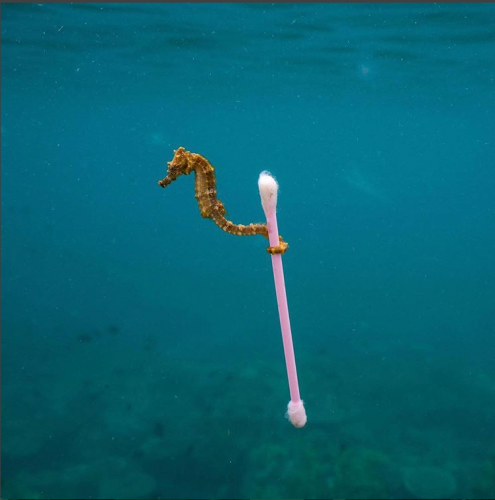 Фото, где морской конёк тащит ушную палочку, показало плачевное состояние вод Индонезии