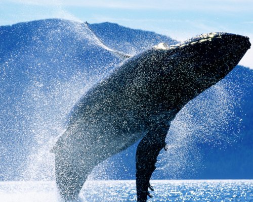 В Балтийском море рыбаки «поймали» в сети кость огромного кита