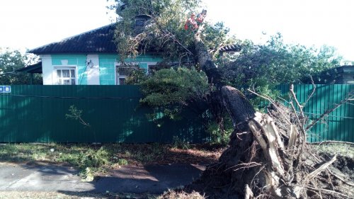 В Новгороде из-за урагана дерево упало на частный дом