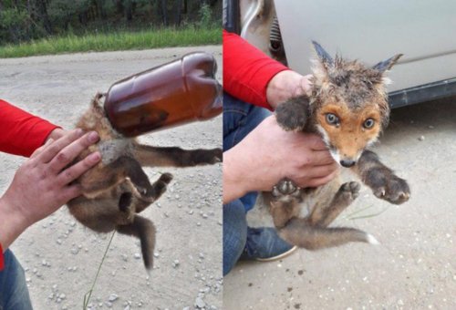 Винни-Пух в Курске: лисёнка спасли из ловушки
