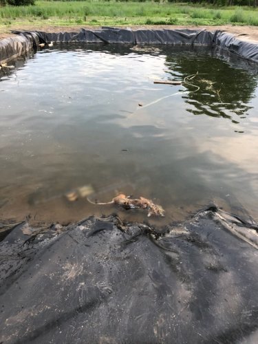 В Красноярске в искусственном водоёме нашли труп лисы