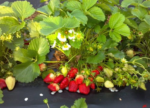 В Хабаровском крае на клубничной плантации  джипом уничтожили ягоду на миллион рублей