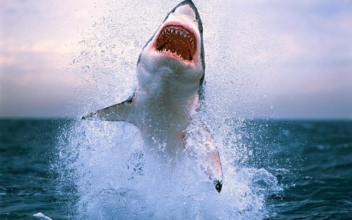 Учёные: большие белые акулы любят крутиться в антициклонах