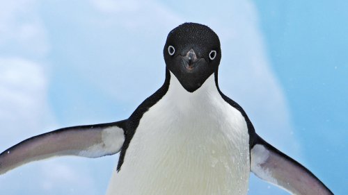 Ученые обнаружили, что пол пингвина можно определять по клюву
