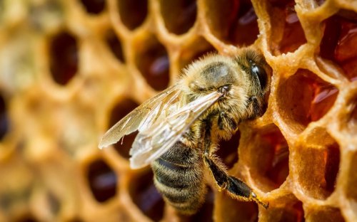 Ученые: глобальное потепление грозит пчелам массовым вымиранием