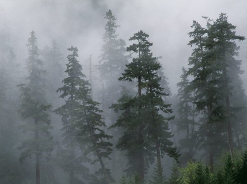 Учёные предупреждают: лес не сможет устоять перед глобальным потеплением