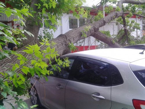 В Омске упавшее дерево повредило 3 автомобиля
