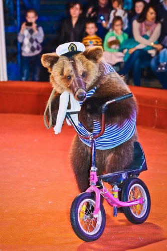 Медведи на велосипеде: Британских фанатов шокировали животные в цирке Самары