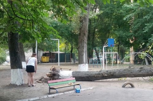 В ростовском садике дети находятся в постоянной угрозе из-за падающих деревьев