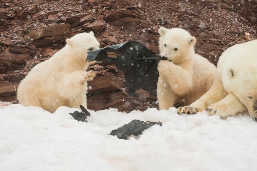 В Сети появились необычные фото белых медвежат, играющих с мусором