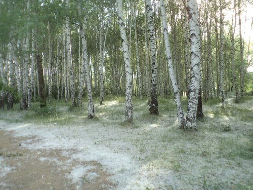Жители Ульяновска требуют заменить тополя другими деревьями