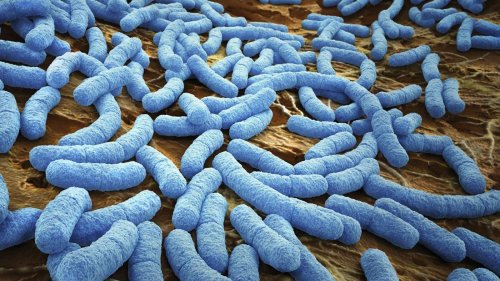 Учёные узнали, как бактерии общаются на большом расстоянии